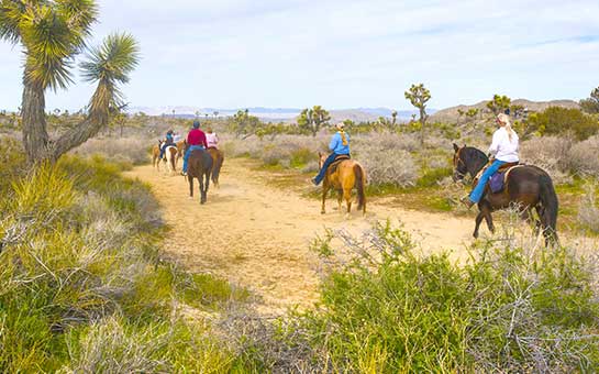 Seguro de viaje a Árboles de Josué